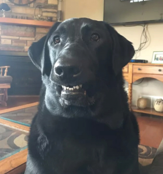 Illustration de l'article : 14 photos de chiens qui exposent fièrement leurs crocs pour exprimer leur bonne humeur