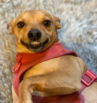 Illustration de l'article : 14 photos de chiens qui exposent fièrement leurs crocs pour exprimer leur bonne humeur