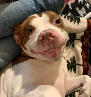 Illustration de l'article : 14 photos de chiens qui exposent fièrement leurs crocs pour exprimer leur bonne humeur