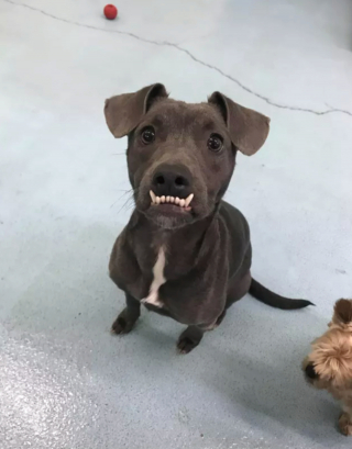 Illustration de l'article : 14 photos de chiens qui exposent fièrement leurs crocs pour exprimer leur bonne humeur