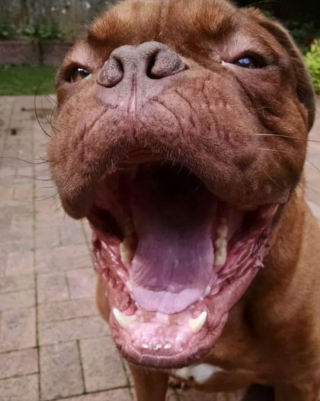 Illustration de l'article : 14 photos de chiens qui exposent fièrement leurs crocs pour exprimer leur bonne humeur