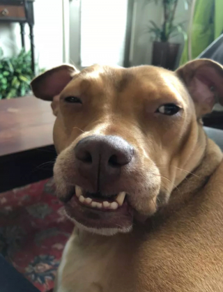 Illustration de l'article : 14 photos de chiens qui exposent fièrement leurs crocs pour exprimer leur bonne humeur