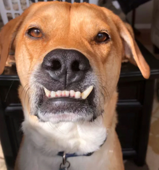 Illustration de l'article : 14 photos de chiens qui exposent fièrement leurs crocs pour exprimer leur bonne humeur