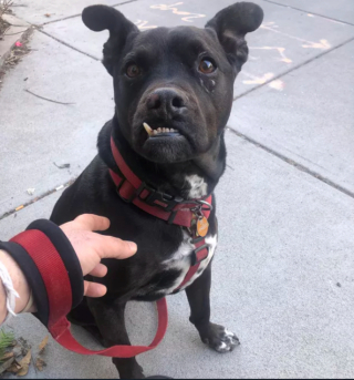 Illustration de l'article : 14 photos de chiens qui exposent fièrement leurs crocs pour exprimer leur bonne humeur