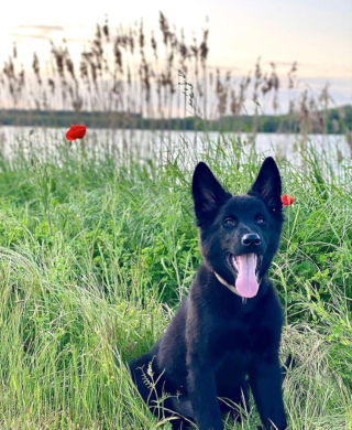 Illustration de l'article : 20 photos illustrant la grâce unique et éblouissante du Berger Belge Groenendael