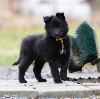 Illustration de l'article : 20 photos illustrant la grâce unique et éblouissante du Berger Belge Groenendael