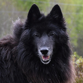 Illustration de l'article : 20 photos illustrant la grâce unique et éblouissante du Berger Belge Groenendael