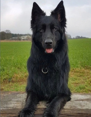 Illustration de l'article : 20 photos illustrant la grâce unique et éblouissante du Berger Belge Groenendael