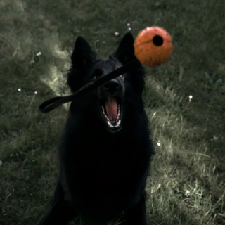 Illustration de l'article : 20 photos illustrant la grâce unique et éblouissante du Berger Belge Groenendael