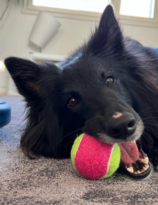Illustration de l'article : 20 photos illustrant la grâce unique et éblouissante du Berger Belge Groenendael