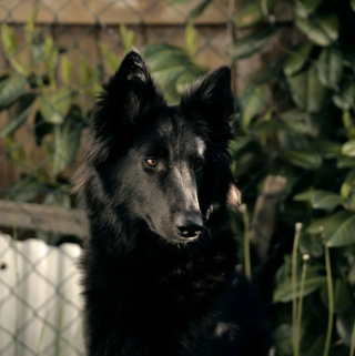 Illustration de l'article : 20 photos illustrant la grâce unique et éblouissante du Berger Belge Groenendael