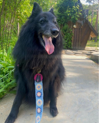 Illustration de l'article : 20 photos illustrant la grâce unique et éblouissante du Berger Belge Groenendael