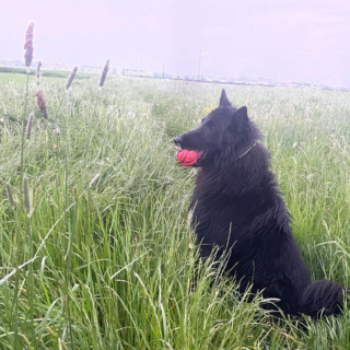 Illustration de l'article : 20 photos illustrant la grâce unique et éblouissante du Berger Belge Groenendael