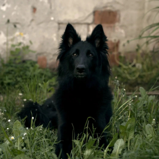 Illustration de l'article : 20 photos illustrant la grâce unique et éblouissante du Berger Belge Groenendael