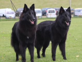 Illustration de l'article : 20 photos illustrant la grâce unique et éblouissante du Berger Belge Groenendael