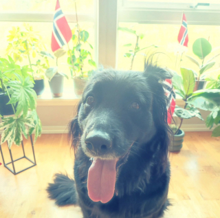 Illustration de l'article : 20 photos illustrant la grâce unique et éblouissante du Berger Belge Groenendael