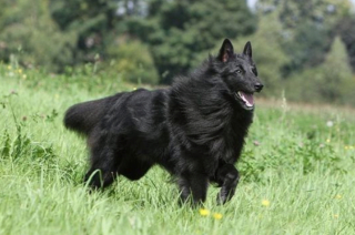 Illustration de l'article : 20 photos illustrant la grâce unique et éblouissante du Berger Belge Groenendael