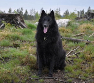 Illustration de l'article : 20 photos illustrant la grâce unique et éblouissante du Berger Belge Groenendael