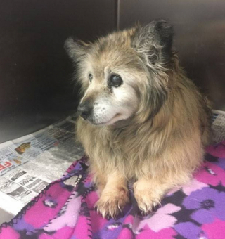 Illustration de l'article : Jaripo, la Loulou de Poméranie abandonnée à 18 ans, sauvée in extremis par une femme déterminée