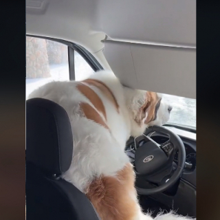 Illustration de l'article : Un Saint-Bernard intrépide prend le volant d'une camionnette Amazon pendant une livraison