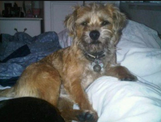 Illustration de l'article : 12 ans après sa disparition, ce chien retrouve enfin sa famille d’adoption