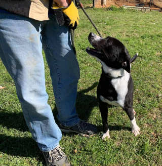 Illustration de l'article : Ce chien de refuge donne la patte à toutes les personnes qu'il voit dans l'espoir d'être adopté