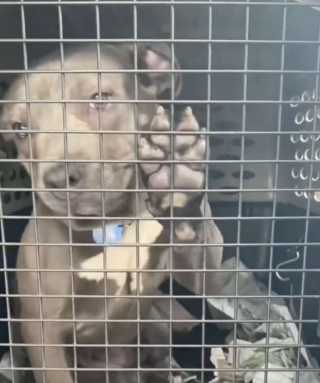 Illustration de l'article : Un Pitbull abandonné avec seulement un sac de nourriture attend désespérément le retour de ses maîtres