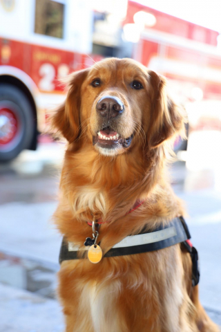 Illustration de l'article : L'intelligence d'un Golden Retriever au secours d'un pompier enfermé dehors