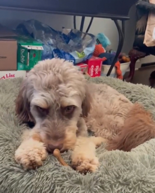 Illustration de l'article : Quand un jeune Aussiedoodle doit décider entre deux objets convoités lors de son premier anniversaire d'adoption