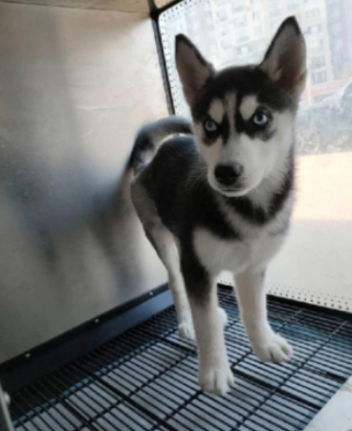 Illustration de l'article : Un couple sacrifie toutes ses économies, afin de sauver une jeune Husky du commerce de viande en Chine (vidéo)