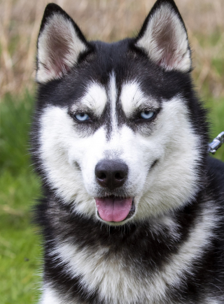 Illustration de l'article : Un couple sacrifie toutes ses économies, afin de sauver une jeune Husky du commerce de viande en Chine (vidéo)