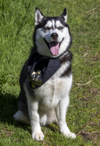 Illustration de l'article : Un couple sacrifie toutes ses économies, afin de sauver une jeune Husky du commerce de viande en Chine (vidéo)