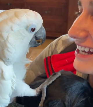 Illustration de l'article : Un perroquet et un jeune Labrador Retriever partagent des moments touchants dans une famille d'animaux diversifiée