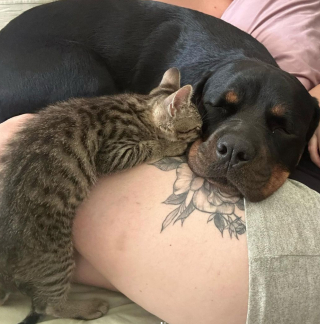 Illustration de l'article : Découvrez la tendre affection qui unit Isla, la chienne Rottweiler et Bruno, le chaton (vidéo)