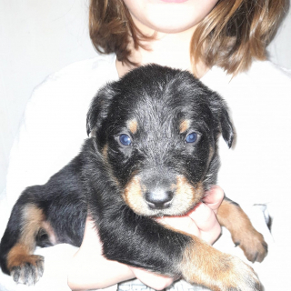 Illustration de l'article : Une association lance un SOS pour 9 chiots nés d'une histoire d'amour canine sans lendemain