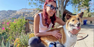 Illustration de l'article : Paralysée du dos, cette chienne surmonte son handicap et donne une leçon de vie à ceux qui l’entourent