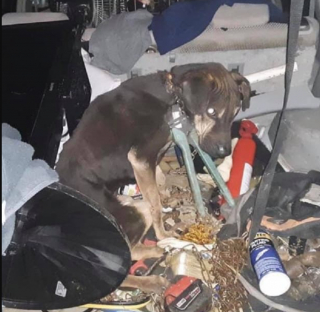 Illustration de l'article : Cain, un chien abandonné par ses anciens maîtres, démarre enfin sa nouvelle vie 