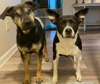 Illustration de l'article : Cain, un chien abandonné par ses anciens maîtres, démarre enfin sa nouvelle vie 