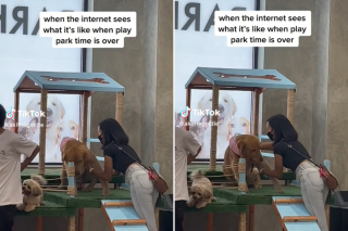 Illustration de l'article : La drôle d'astuce d'Iza pour convaincre Aki, son Golden Retriever, de rentrer à la maison après une journée au parc