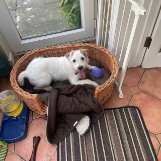 Illustration de l'article : Buddy le Terrier : de l'euthanasie à une nouvelle vie après 500 jours d'attente