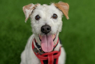 Illustration de l'article : Buddy le Terrier : de l'euthanasie à une nouvelle vie après 500 jours d'attente