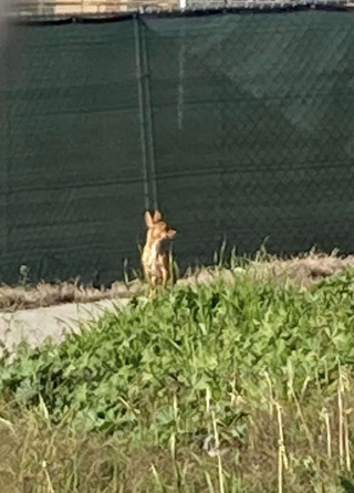 Illustration de l'article : Des ouvriers trouvent un petit chien perdu et affamé sur le chantier d'un hôpital et font tout pour le sauver