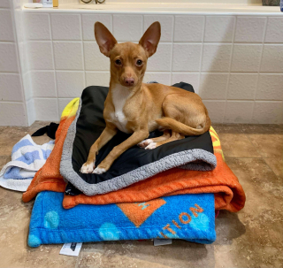 Illustration de l'article : Des ouvriers trouvent un petit chien perdu et affamé sur le chantier d'un hôpital et font tout pour le sauver