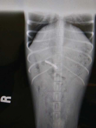 Illustration de l'article : Des ouvriers trouvent un petit chien perdu et affamé sur le chantier d'un hôpital et font tout pour le sauver