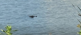 Illustration de l'article : Un homme n'hésite pas à se jeter à l'eau pour défendre son chien face à un alligator