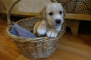 Illustration de l'article : En Gironde, une femme trouve un chiot abandonné alors qu'il venait tout juste de naître