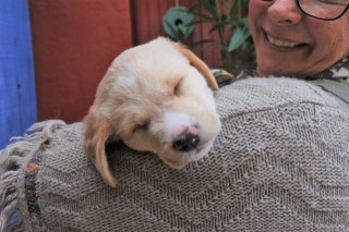 Illustration de l'article : En Gironde, une femme trouve un chiot abandonné alors qu'il venait tout juste de naître