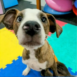 Illustration de l'article : Un nouveau départ pour Baby Steven, le courageux chiot qui refuse de se laisser abattre après avoir été tiré dans la colonne vertébrale