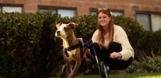 Illustration de l'article : Un nouveau départ pour Baby Steven, le courageux chiot qui refuse de se laisser abattre après avoir été tiré dans la colonne vertébrale