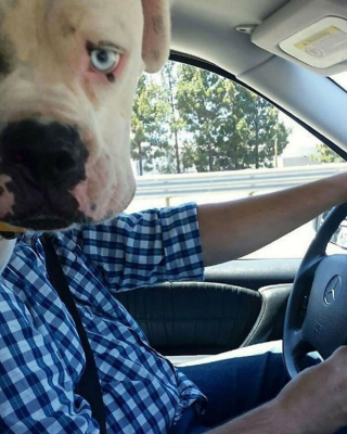 Illustration de l'article : 20 moments drôles et touchants de chiens qui illuminent notre quotidien